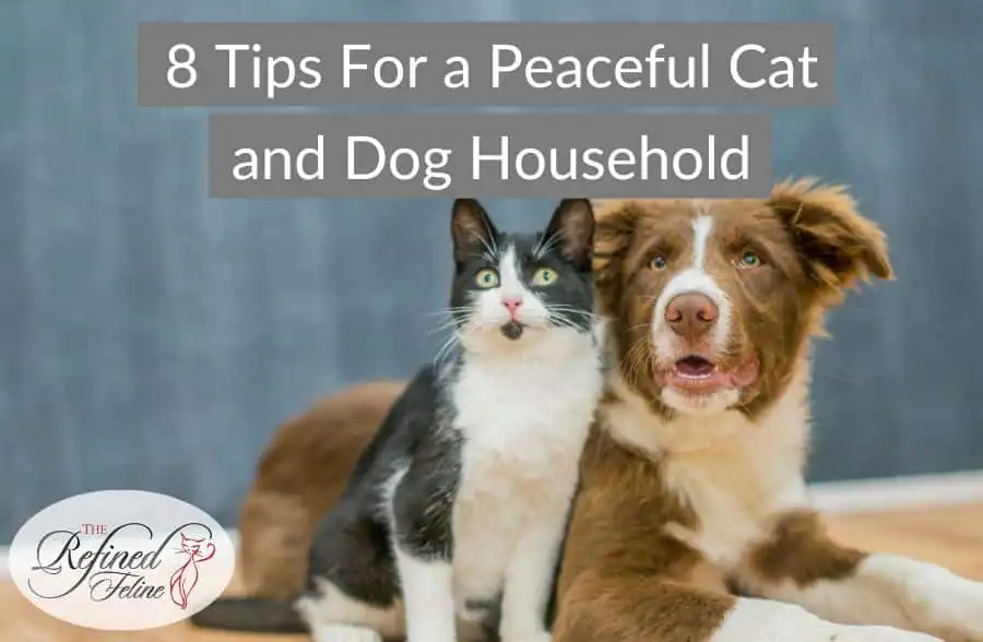 Black and white cat sits beside brown and white dog indoors. Text reads: 8 Tips For a Peaceful Cat and Dog Household.