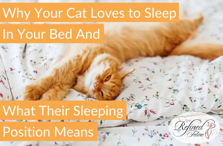 Fluffy orange cat on white patterned bedspread beside a book about cats’ sleeping positions and their meanings.