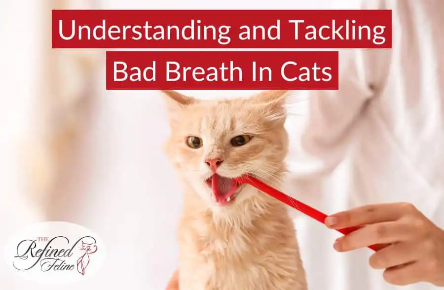 A person brushes an orange cat’s teeth with a red toothbrush next to "Understanding-and-Tackling-Bad-Breath-in-Cats" feline oral care product.