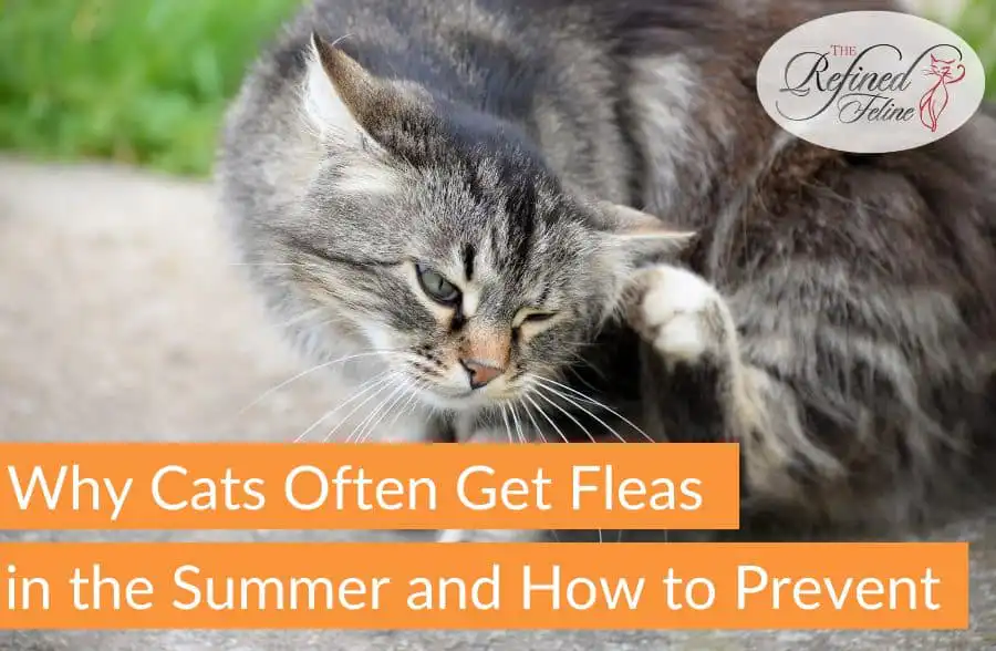 Long-haired cat scratching its ear outside. Text: Why Cats Often Get Fleas in Summer and How to Prevent.