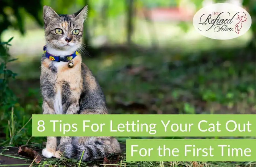 Collared cat sitting on grass; text reads "8 Tips For Letting Your Cat Out For The First Time"; logo top right.