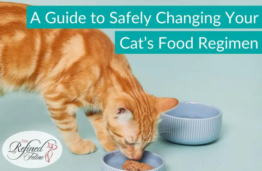 Orange tabby cat eating wet food from a blue dish, with an empty dish beside it, on a clean surface.