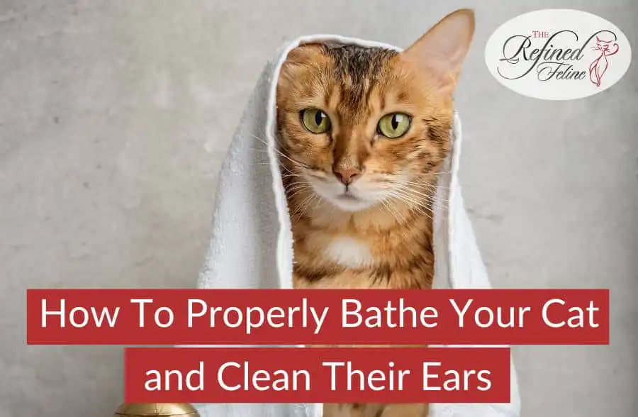 A cat sits upright with a towel on its head; onscreen text reads: How to Properly Bathe Your Cat and Clean Their Ears.