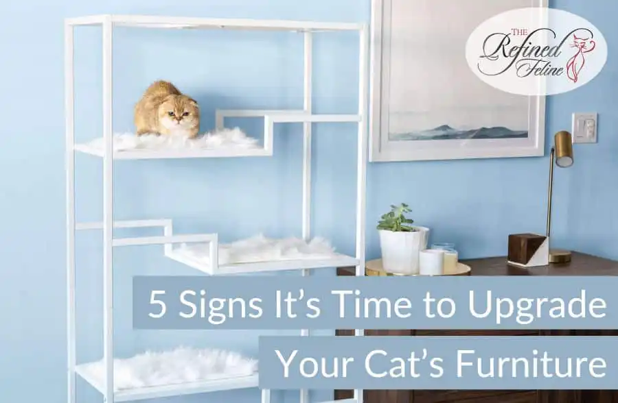 Plush cat rests on a white cat tree near stylish cat furniture, plants, wooden cabinet. Text: 5 Signs to Upgrade Cat's Furniture.