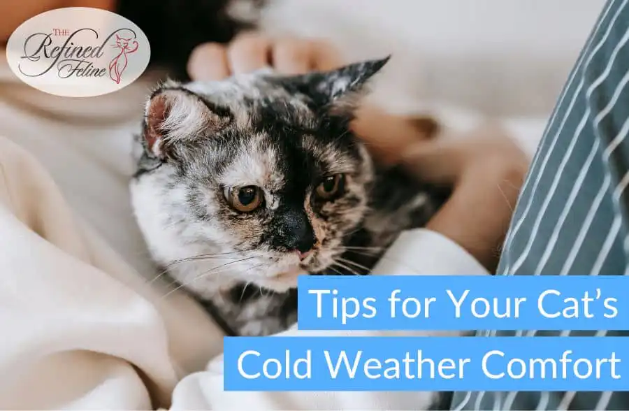 A person holds a black and gray cat indoors. Text overlay reads: Tips for Your Cat's Cold Weather Comfort.