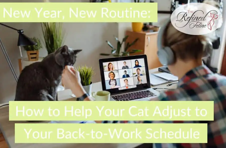 A person wearing headphones sits at a desk with a cat beside them while on a video call, sharing pet care tips.