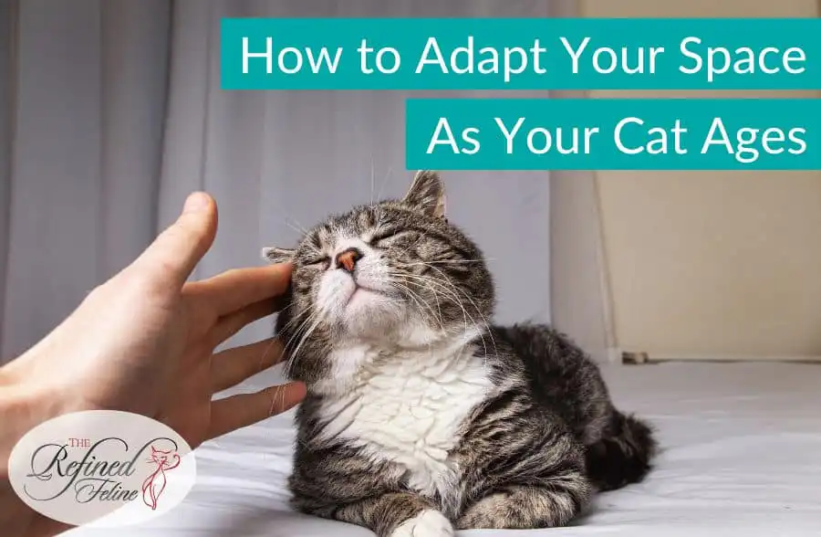 A hand gently pets an elderly cat lying on a bed, with the text "How to Adapt your Space as Your Cat Ages" overlaid.