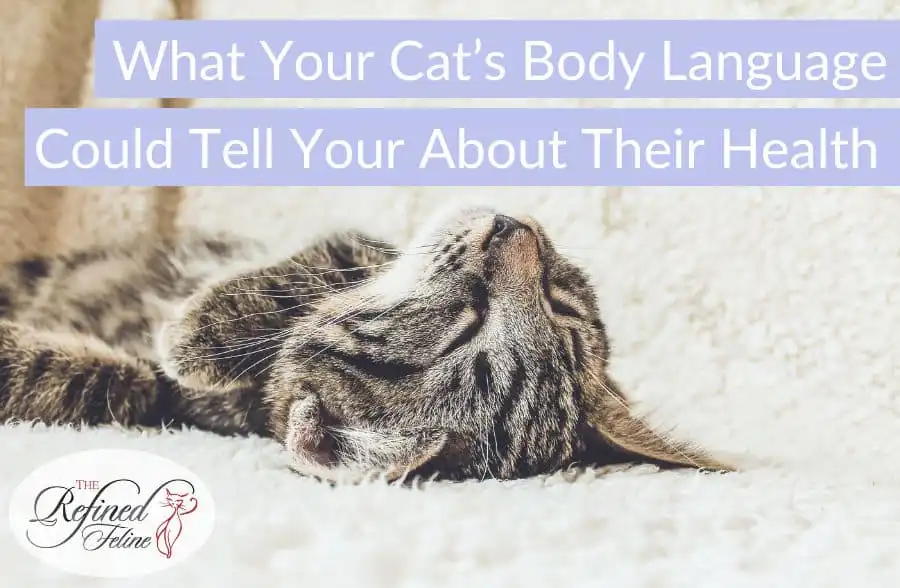 Tabby cat resting on a soft blanket. Text reads: What Your Cat's Body Language Could Tell You About Their Health.