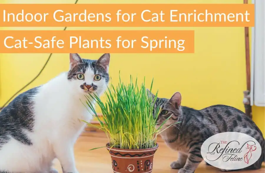 Two cats sit on a wooden floor next to a potted green plant. Text: Indoor Gardens for Cat Enrichment—Cat-Safe Plants for Spring.