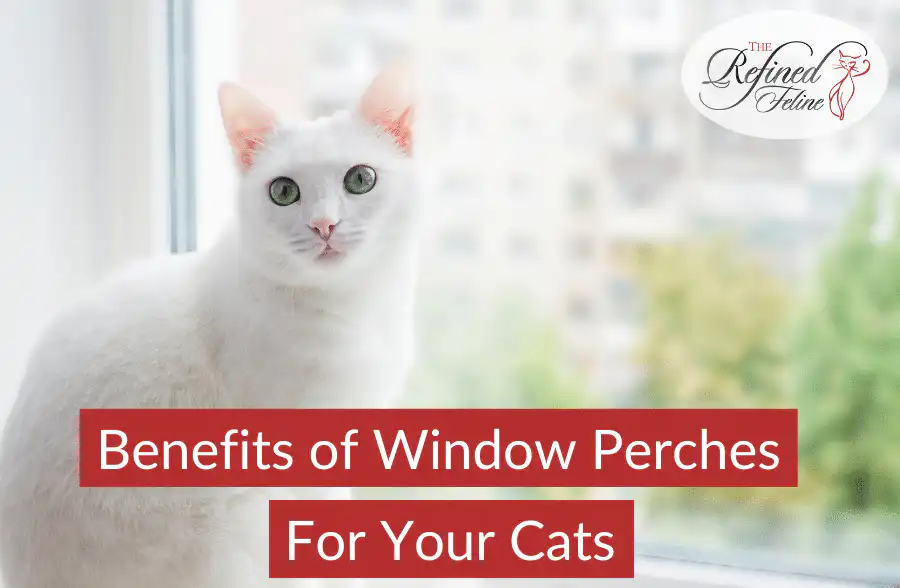 White cat lying on a window perch with city skyline in background. Text: Benefits of Window Perches for Your Cats.
