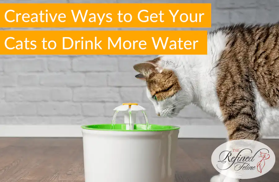 Cat drinks from a white and green fountain, with text: "Creative Ways to Get Your Cats to Drink More Water.