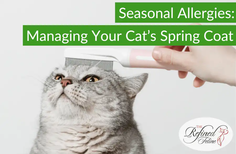 A person gently brushes a gray cat’s head while holding a pamphlet titled "Seasonal Allergies Managing Your Cat's Spring Coat.