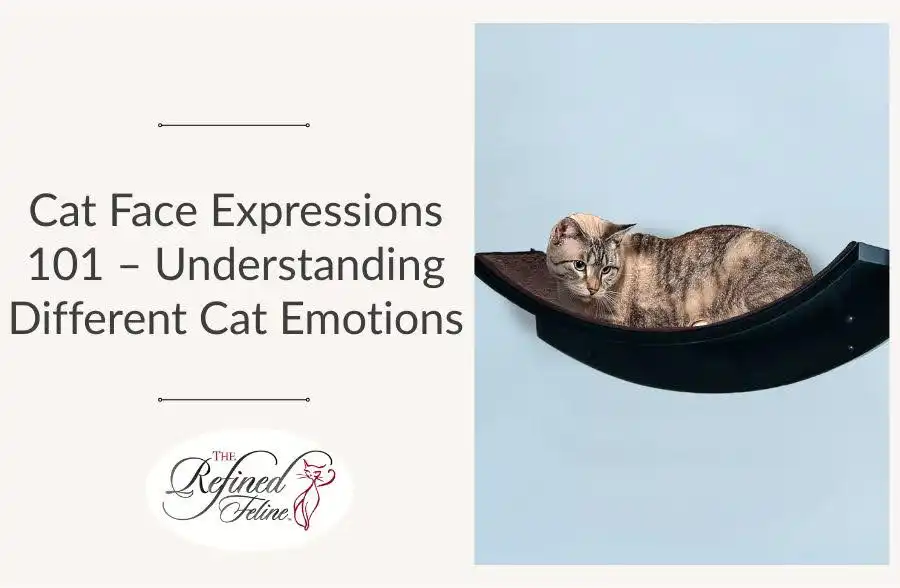 Tabby cat lying on a curved wall shelf beside text: Cat Face Expressions 101 – a guide to cat emotions and expressions.