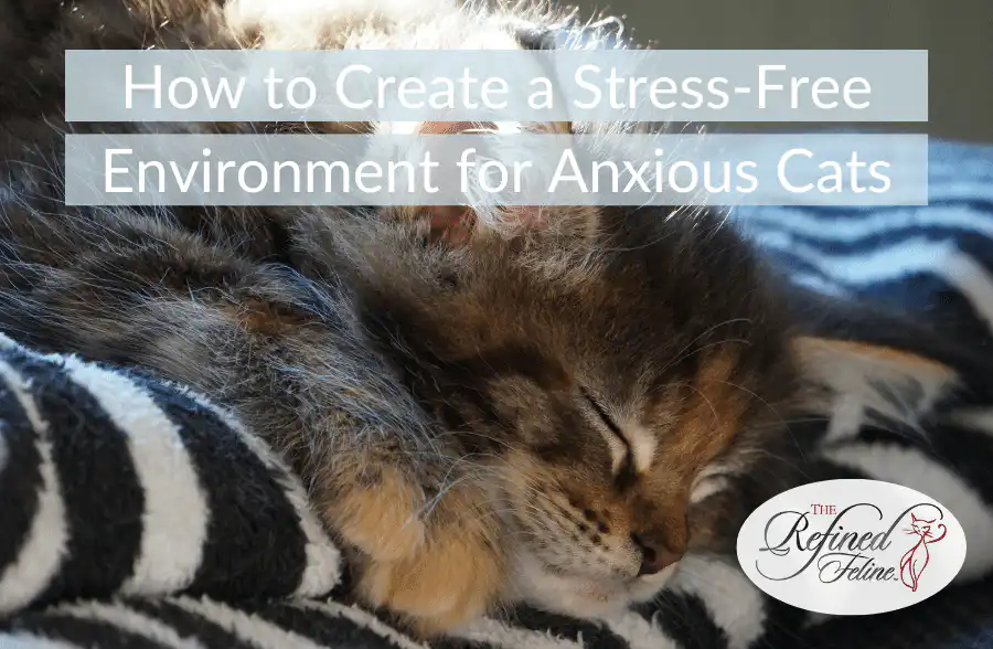 Sleeping cat curled on a striped blanket with overlay text on creating a stress-free space for anxious cats.