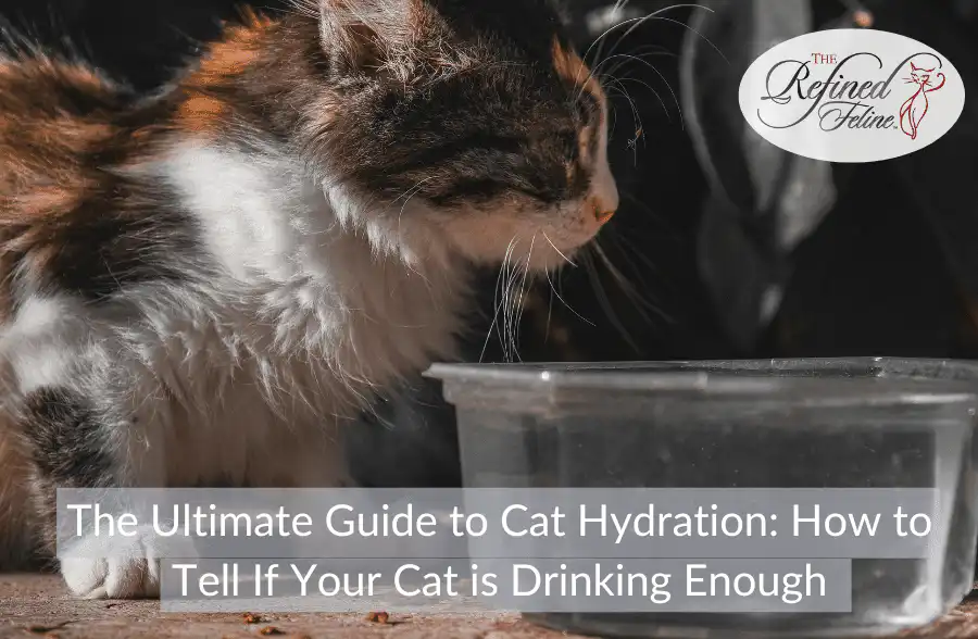 Cat drinks from clear bowl; The Refined Feline logo in top right; bottom text on cat hydration and health.