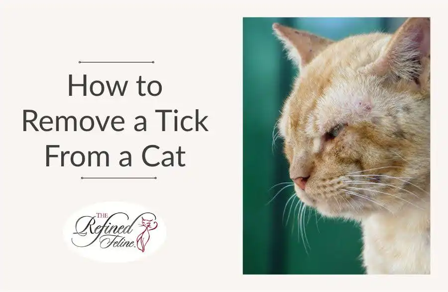 Orange cat in close-up with a tick near its ear; text reads, "How to Remove Ticks From Cats.