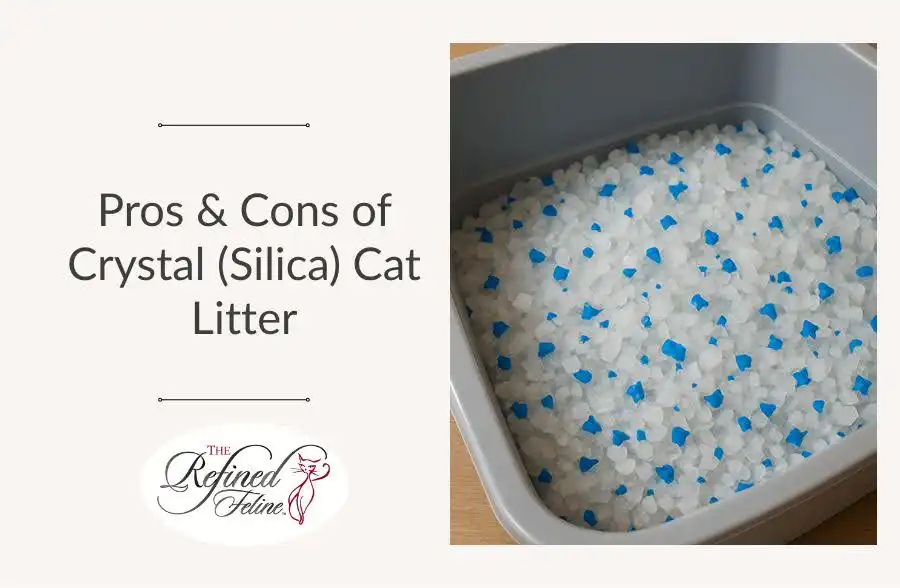 Litter box with white and blue crystal cat litter next to text: Pros & Cons of Crystal (Silica) Cat Litter.