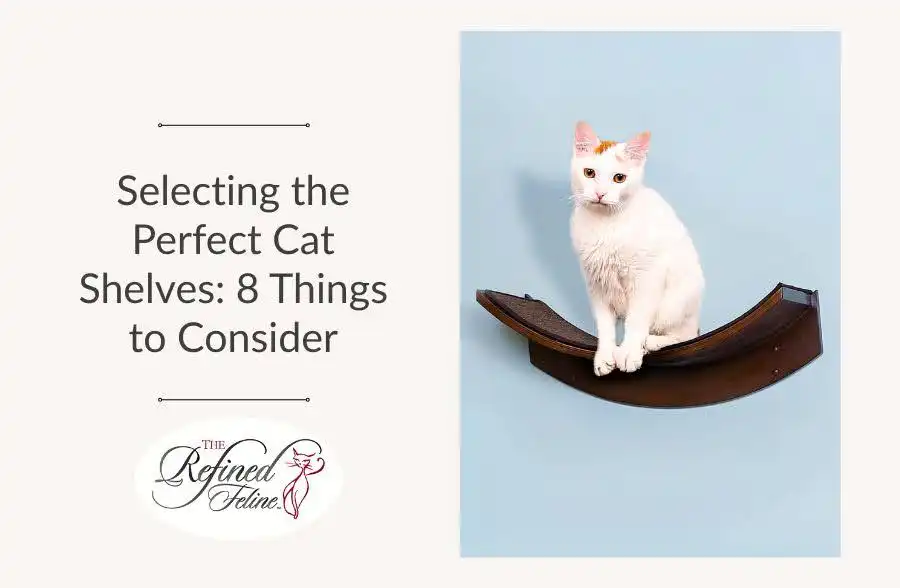 White cat on a curved wall-mounted shelf beside text: Selecting the Perfect Cat Shelves—8 Things to Consider.