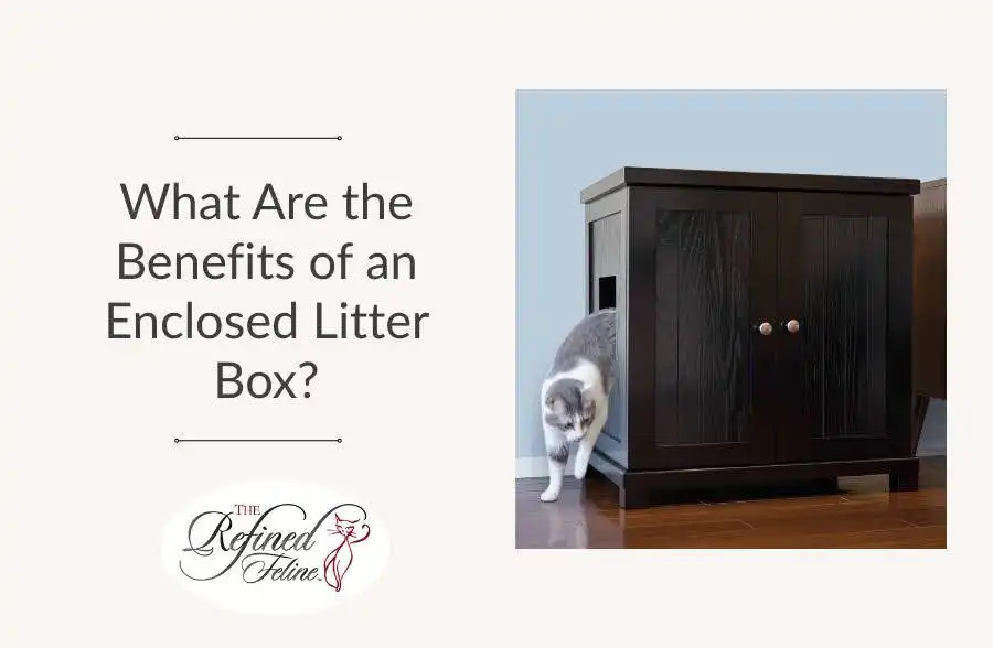 Gray and white cat exiting a dark wooden enclosed litter box beside text, What Are the Benefits of an Enclosed Litter Box?.