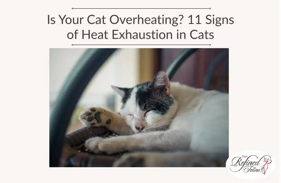 White and black cat stretched out, sleeping in a wicker basket beneath text about signs of heat exhaustion in cats.