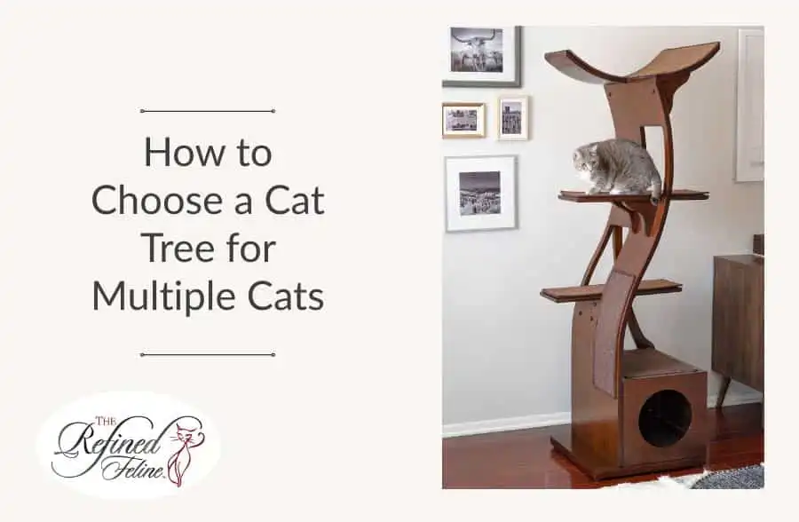 Gray cat on multi-level wooden cat tree in living room near framed art and cabinet. Text: “How to Choose a Cat Tree for Multiple Cats.”.