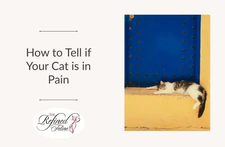 Cat stretched on yellow ledge under blue wall, text: How to Tell if Your Cat is in Pain. Refined Feline logo bottom left.
