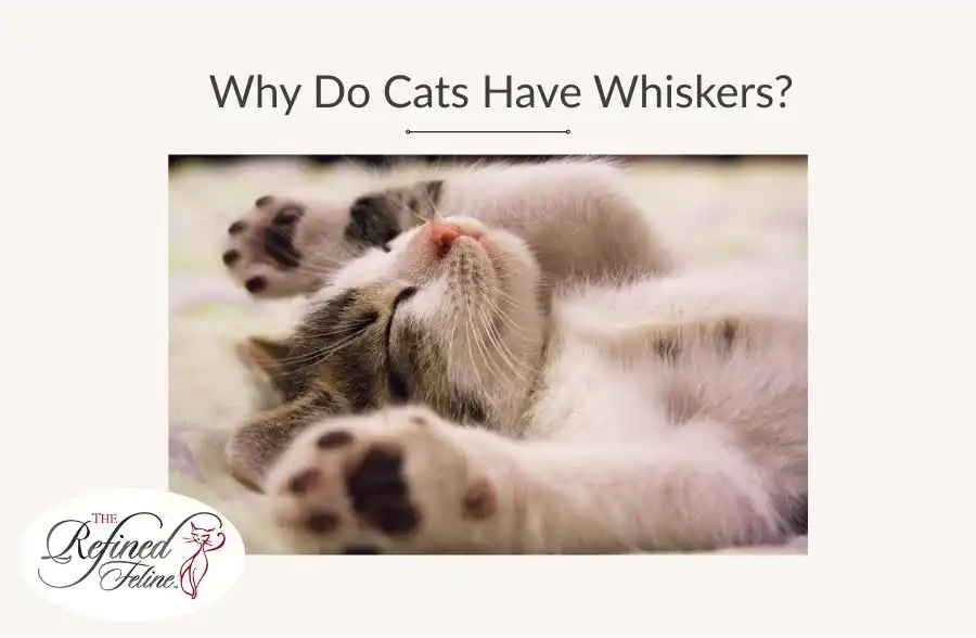 Kitten lying on its back with raised paws, eyes closed, and visible whiskers beneath text reading "Cats Have Whiskers".