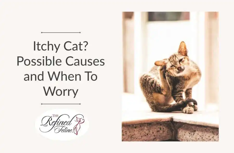 Cat scratching head with hind leg beside text: "Itchy Cat? Possible Causes and When To Worry" and The Refined Feline logo.