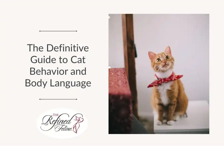 Orange cat in red bandana sits on a table beside text: The Definitive Guide to Cat Behavior and Body Language.