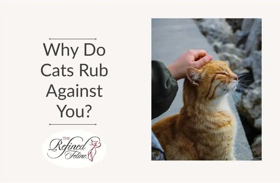 Person petting an orange cat rubbing its head on their hand; text reads, Why do cats rub against you? with Refined Feline logo.