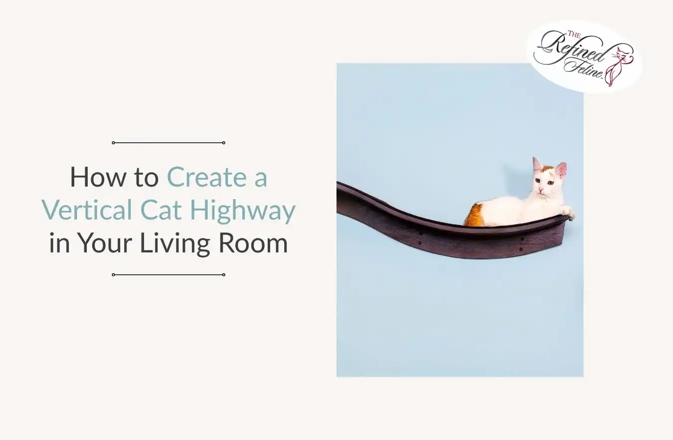 Cat lounging on a curved wall shelf in a vertical cat space, next to text: How to Create a Vertical Cat Highway in Your Living Room.