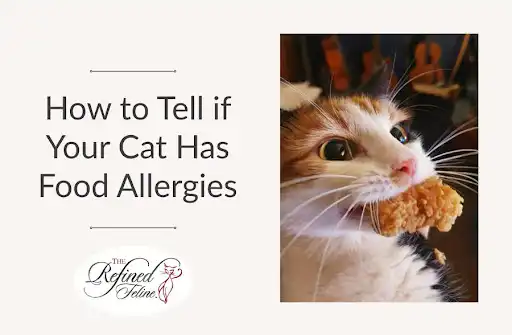 Cat biting food next to "How to Tell if Your Cat Has Food Allergies" product, symbolizing feline allergy symptoms.