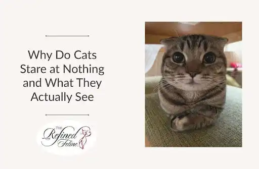 A wide-eyed tabby cat sits on a green surface next to text: Why Do Cats Stare at Nothing and What They Actually See.