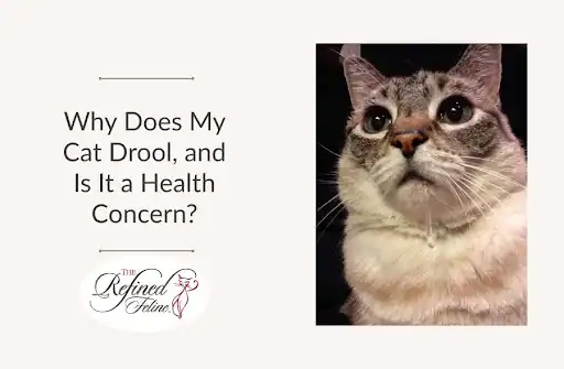 Close-up of a cat beside text: "Why Does My Cat Drool, and Is It a Health Concern?" with The Refined Feline logo below.