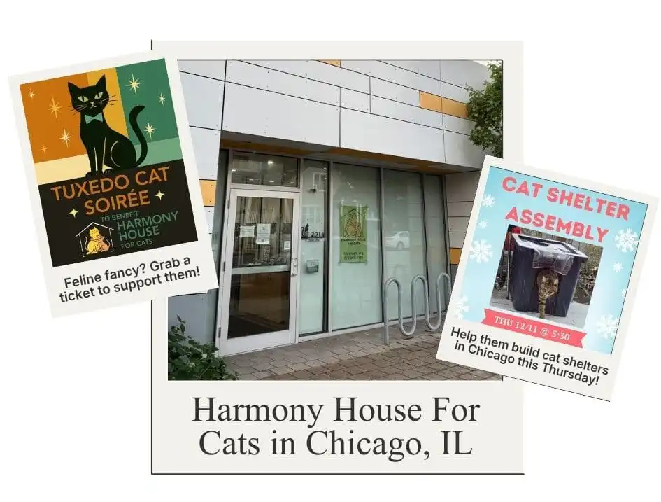 Harmony House For Cats