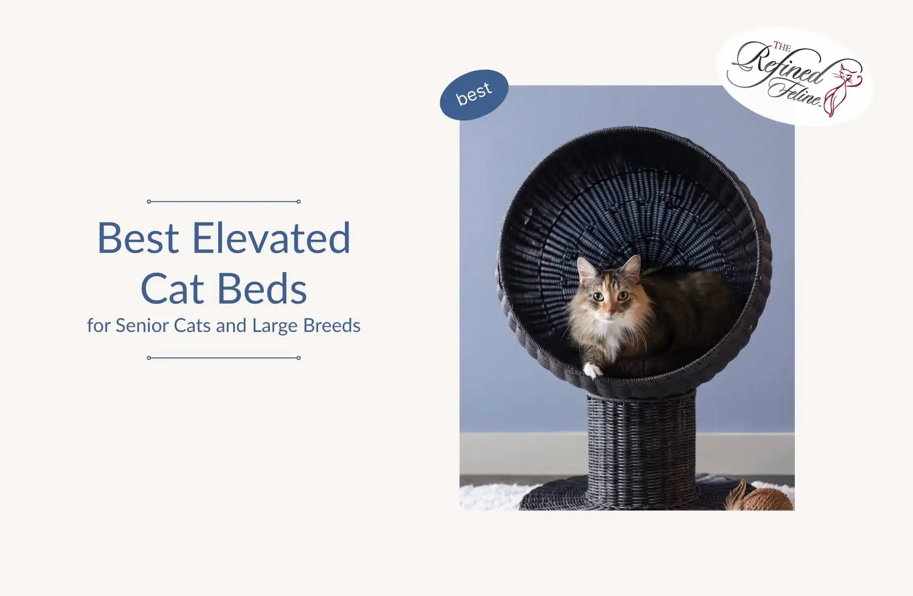 Cat sitting in a round, elevated wicker bed beside the text "Best Elevated Cat Beds" on a plain background.