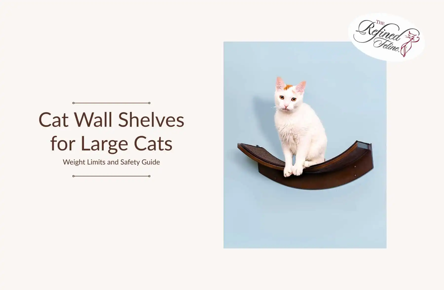 White cat on dark curved wall shelf against light blue background. Text: Cat Wall Shelves for Large Cats, Weight Limits and Safety Guide.