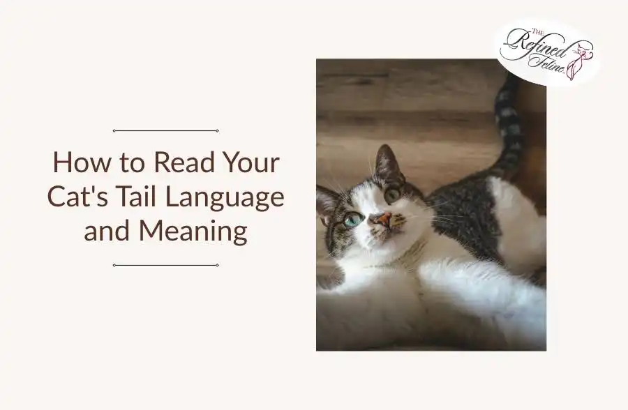 Cat lying on its side looking up next to the text “How to Read Your Cat’s Tail Language and Meaning,” small logo top right.