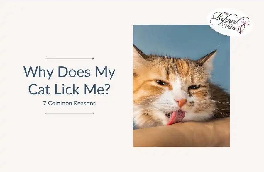 Cat licks a person's arm in close-up, beside the text: Why Does My Cat Lick Me 7 Common Reasons.