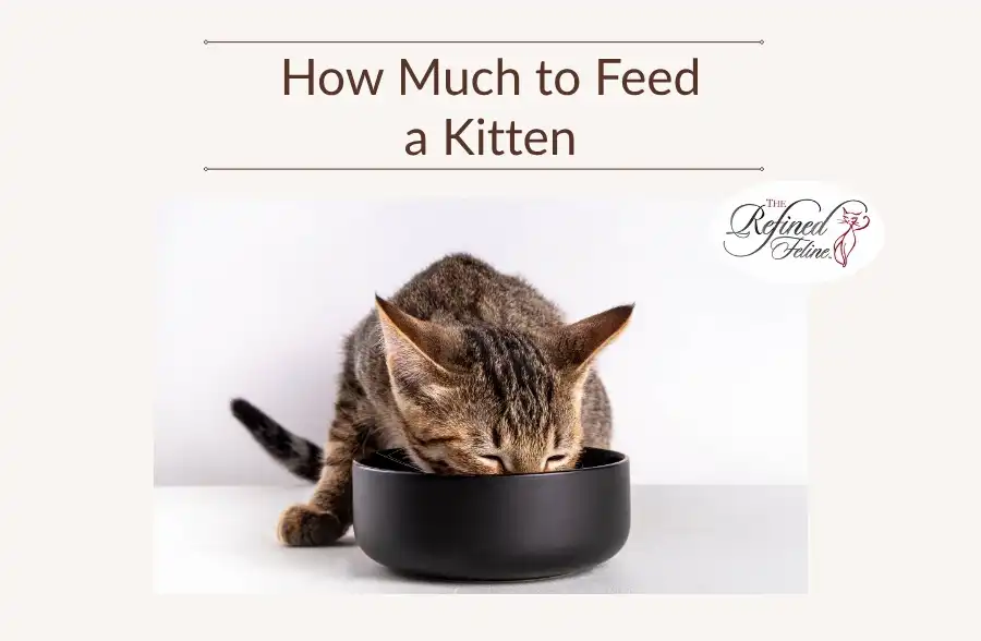 Tabby kitten eats from black bowl, "How Much to Feed a Kitten" above, The Refined Feline logo on right side.