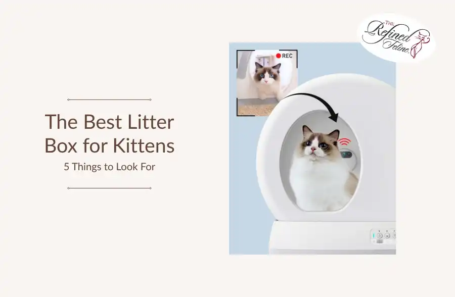 Fluffy kitten sitting in litter box; inset shows kitten entering. Text: 5 Things to Look For—ideal for all cat breeds.