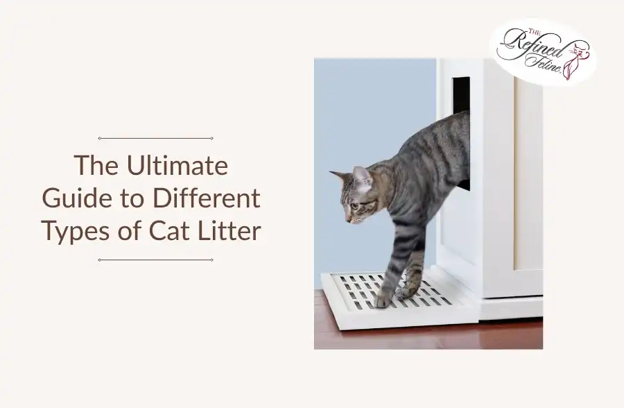 Grey tabby cat stepping from a white litter box onto a mat; text reads: The Ultimate Guide to Different Types of Cat Litter.