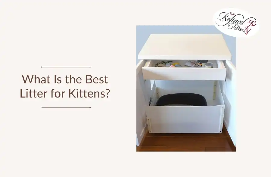 White cabinet with two open drawers, items in top drawer, black litter box in bottom. Text: Best Litter for Kittens.