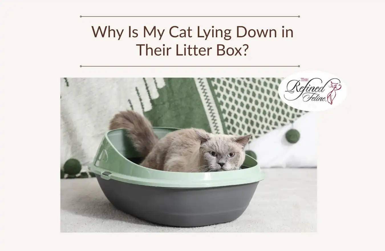 Gray cat lying in a litter box on a rug, with green and white patterned cushions in the background.