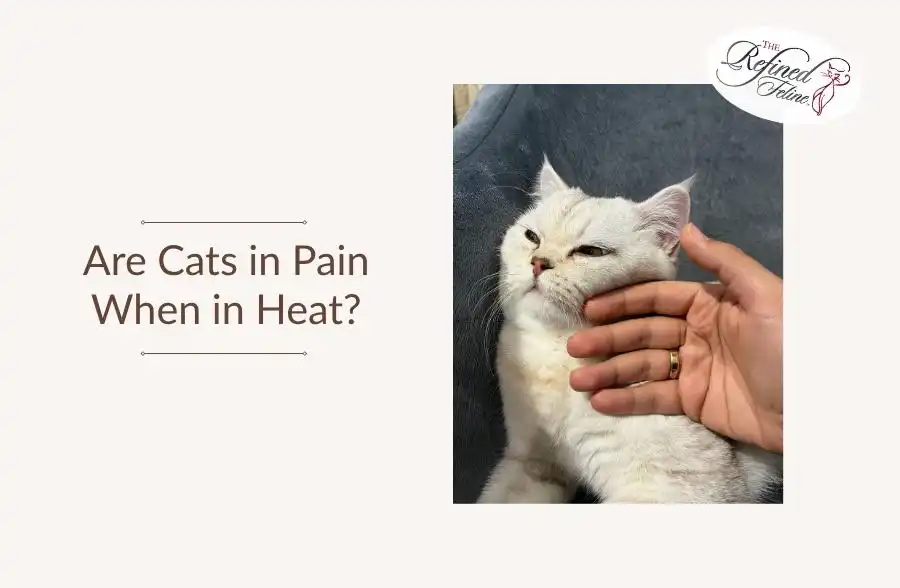A person’s hand gently pets a white cat next to the product "Are Cats in Pain When in Heat" on display.