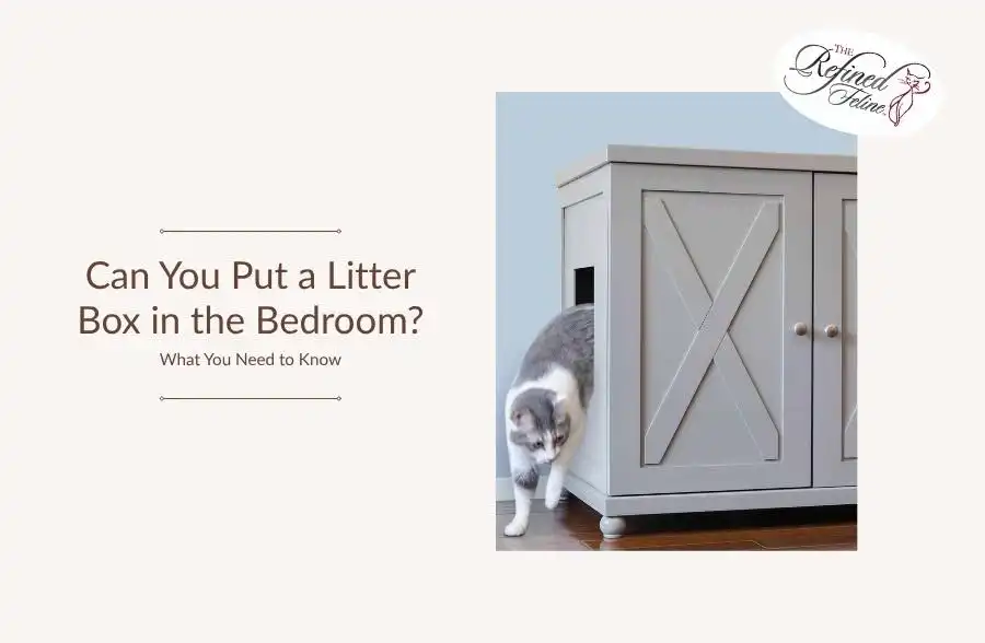 Gray and white cat exits a gray cabinet litter box beside text: "Can You Put a Litter Box in the Bedroom What You Need to Know".