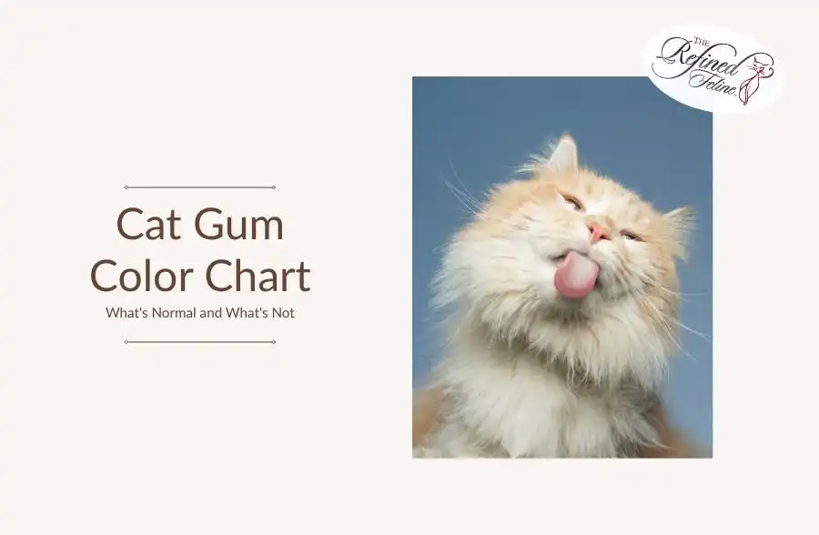 Fluffy orange and white cat sticking out tongue near a Cat Gum Color Chart on a blue background with health tips.