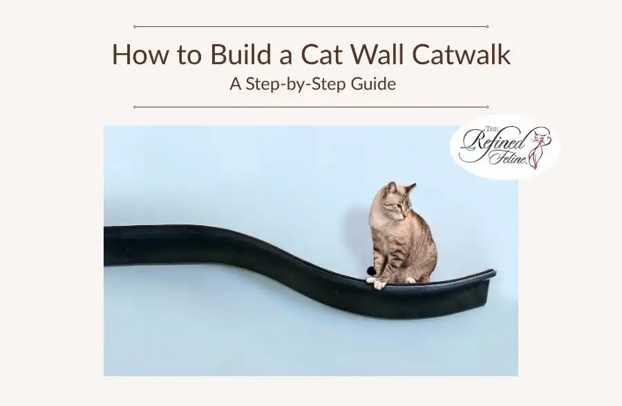 Tabby cat walks on curved black catwalk attached to wall, with text above: How to Build a Cat Wall Catwalk Guide.