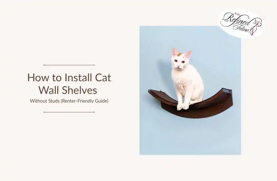 White cat on curved shelf against blue background, beside text: How to Install Cat Wall Shelves Without Studs (Renter-Friendly Guide).