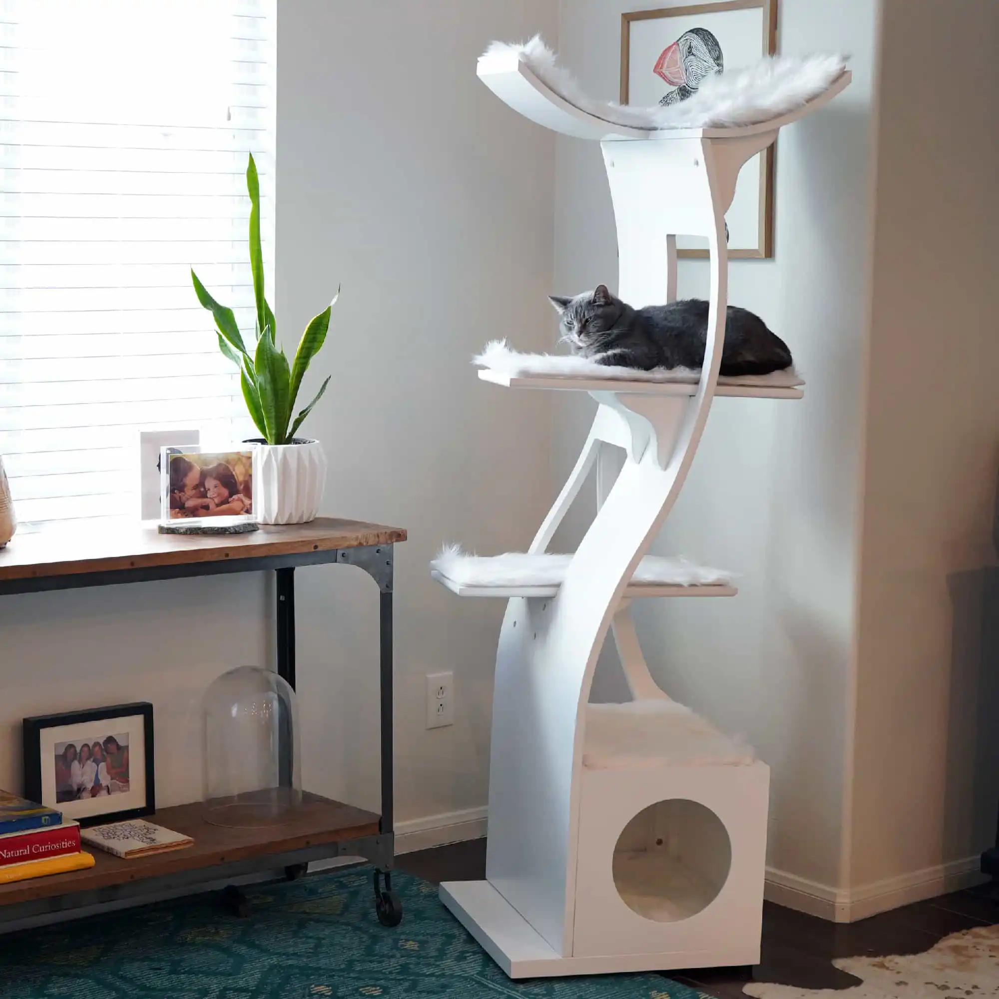 A smoke gray cat lounges on a white cat tower with platforms near a desk with books, plants, and photos.